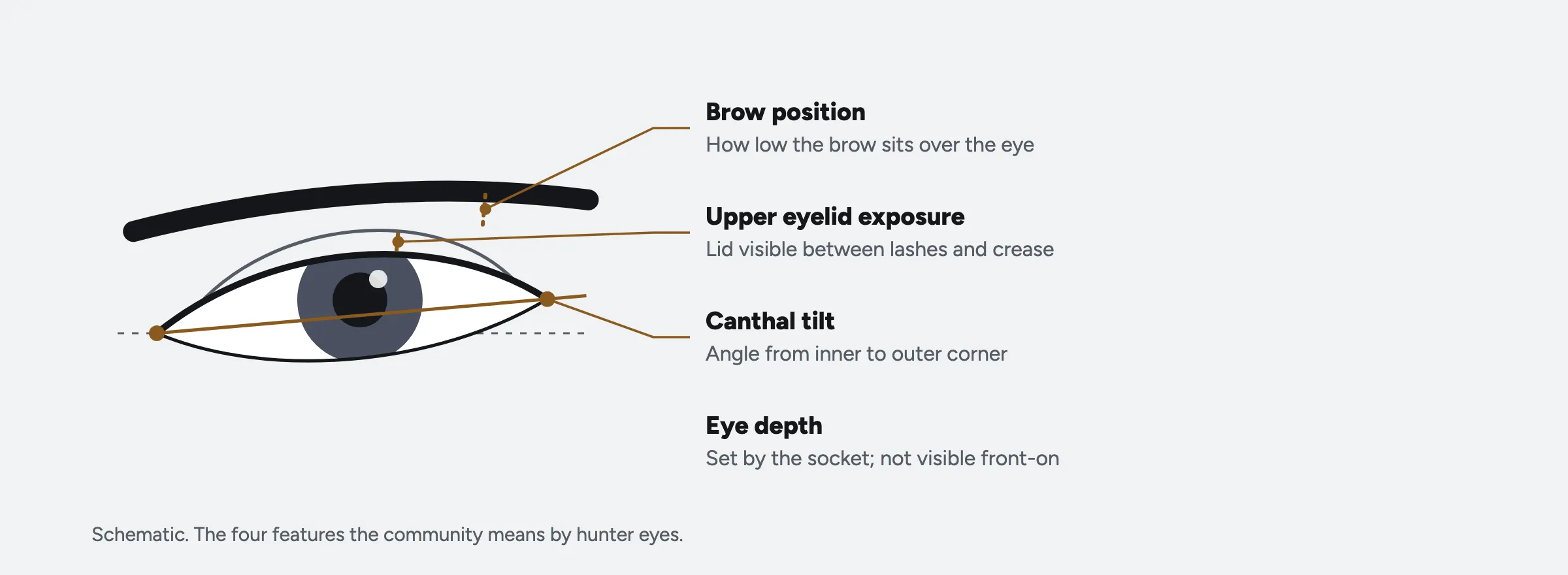 Labelled diagram of one eye: brow position, upper eyelid exposure between lashes and crease, and canthal tilt from the inner to the outer corner. Eye depth can't be seen from the front.