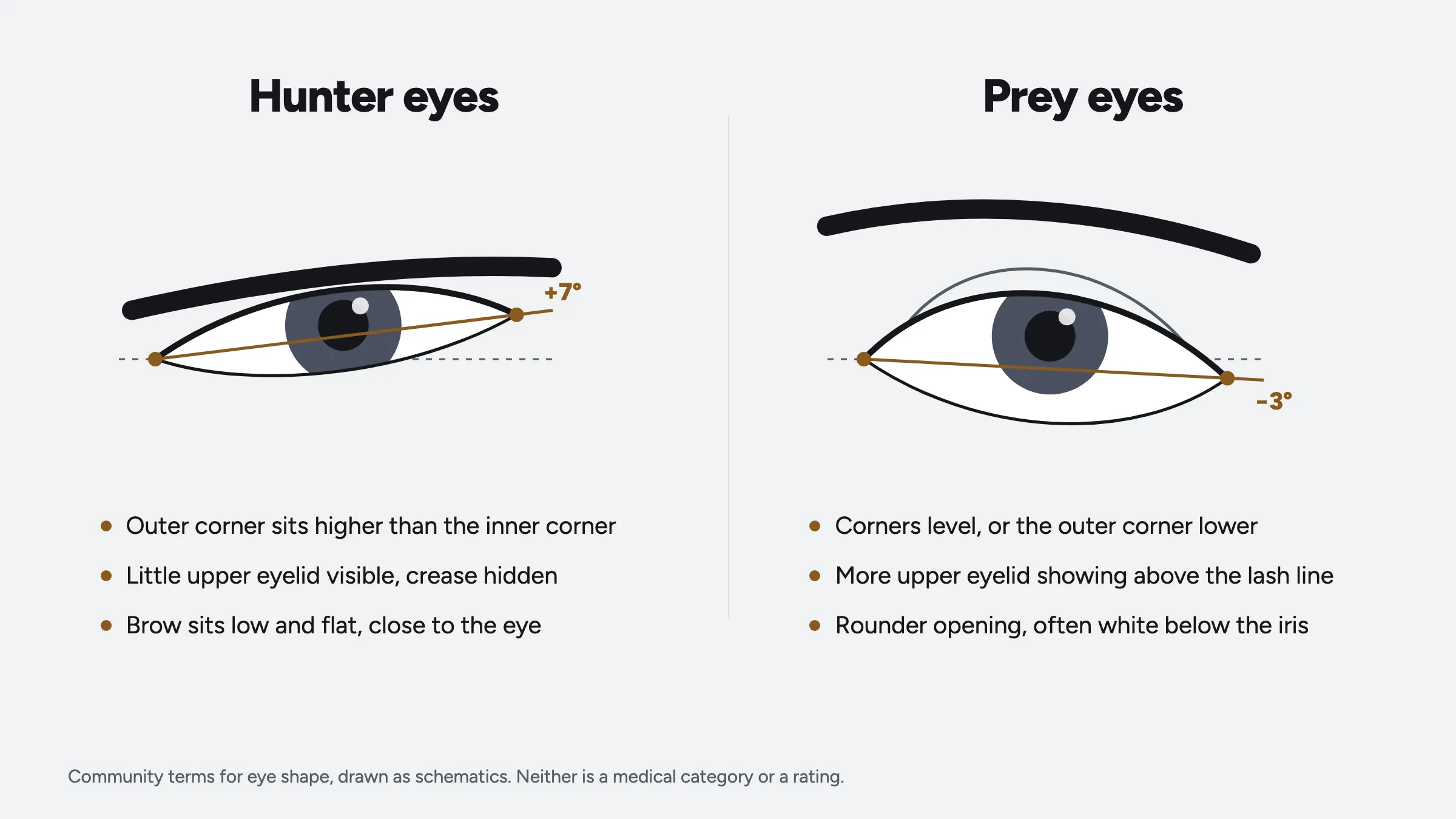 Diagram: hunter eyes, with the outer corner 7° above the inner, little eyelid showing and a low flat brow, beside prey eyes, with the outer corner 3° lower, more eyelid showing and white below the iris.