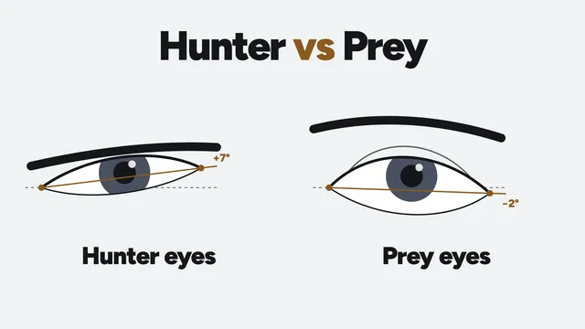 Diagram headed Hunter vs Prey: a narrow, hooded eye under a low flat brow with its outer corner tilted up 7 degrees, labelled hunter eyes, beside a rounder, more open eye under a higher arched brow tilted down 2 degrees, labelled prey eyes.