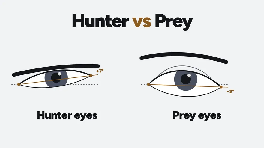 Diagram headed Hunter vs Prey: a narrow, hooded eye under a low flat brow with its outer corner tilted up 7 degrees, labelled hunter eyes, beside a rounder, more open eye under a higher arched brow tilted down 2 degrees, labelled prey eyes.