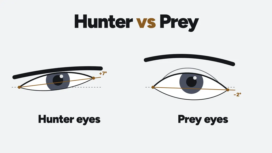 Diagram headed Hunter vs Prey: a narrow, hooded eye under a low flat brow with its outer corner tilted up 7 degrees, labelled hunter eyes, beside a rounder, more open eye under a higher arched brow tilted down 2 degrees, labelled prey eyes.